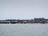 02-A Elkhorn Slough
